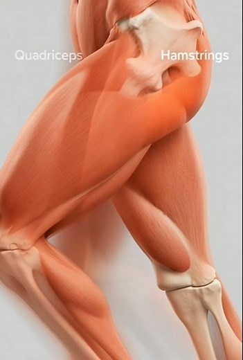 How Flexion and Extension Really Work#KneeJoint#KneeAnatomy#FlexionExtension#MotionInAnatomy#HumanMo