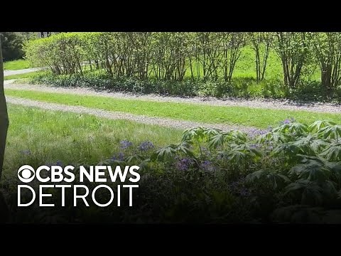 A look in Michigan native plant gardens | Science of Weather