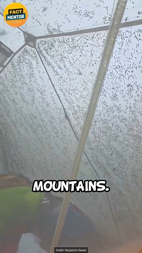 513K views · 5.6K reactions | 烈 Mountain Mosquito Swarm — #NatureShock #SurvivalFacts #FBLifestyle | Fact Mentor | Facebook