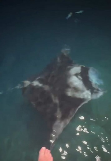 Manta rays can grow over 20 feet wide, and at night they often glide through dock lights feeding on plankton. The glowing water around them is usually bioluminescence reacting to movement. #mantaray #oceanlife #sealife #marinebiology #naturefacts