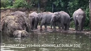 Dublin Zoo - 📣Animal Update📣 Morning get together for...