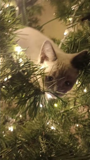 qué tengan un feliz año nuevo