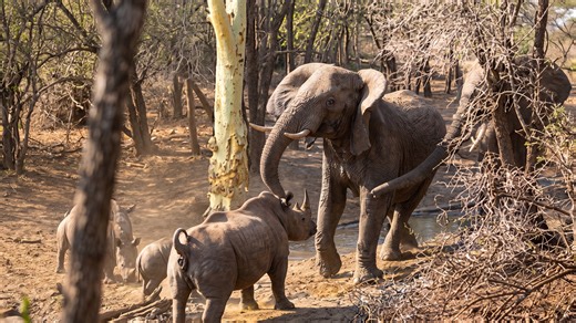 This elephant disrespected a rhino - then the rhino taught it a lesson