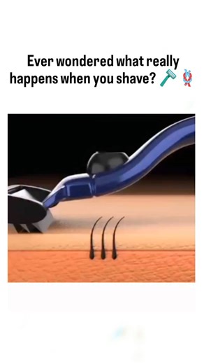 explainingproduction on Instagram: "The post features an animated video illustrating hair follicle anatomy and razor mechanics, explaining how shaving severs hair shafts above the skin surface without altering follicle activity or growth thickness. Dermatological studies, including a 2013 Journal of Drugs in Dermatology review, confirm the video's accuracy: shaving induces minor epidermal nicks and temporary dryness but debunks the myth of coarser regrowth, attributing perceived changes to blunt