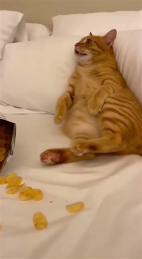 حتئ القطط 🐈 تتصفح الجوالات 😂😂Cat-level phone addiction 📱😭 #orangecat #funnycat #funnycat #viral