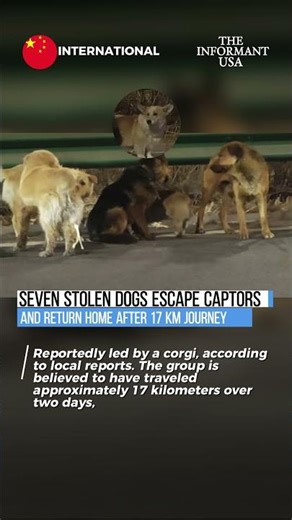 🐾 Corgi Leads 7 Stolen Dogs on 17 KM Journey Back Home