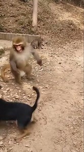 Monkey vs Dog – Who Will Win the Survival Showdown? | Epic Animal Clash