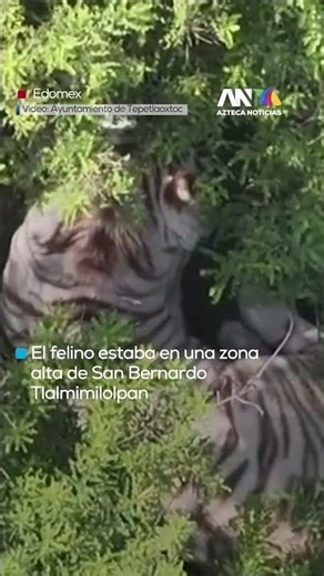 Localizan a tigre de Bengala escapado en Tepetlaoxtoc operativo continúa para su captura