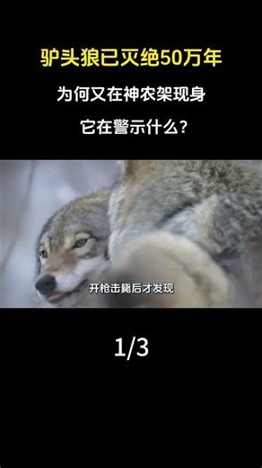 驢頭狼已滅絕50萬年，爲何又在神農架現身，它在警示什麼？#驢頭狼#動物#漲知識#科普