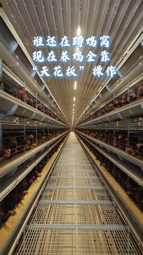 Automatic Intelligent Layer Farm #automatic #equipment #farming #automobile #chicken #factory