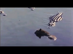 Alligators eating Jaguar ♦ Animal Attack