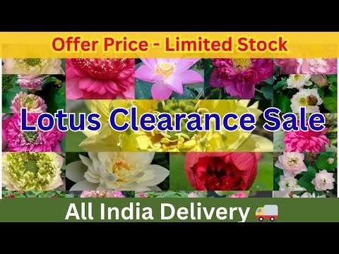 Lotus 🪷 All SOLD OUT 💥 Limited Stock || Offer Price– Super Healthy Tubers