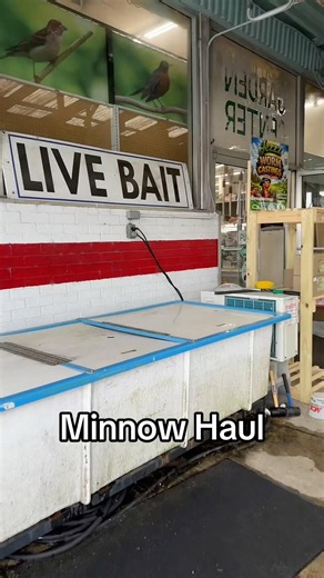Minnow Haul 🎣 #fishing #minnows #fish