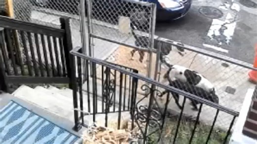 Neighbors concerned over vicious pack of dogs on the loose in 2 Philadelphia neighborhoods