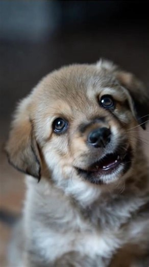 Cute Puppy #puppy #dog#pets #petlover#petdog#animals#trending#viral#youtubeshorts
