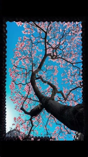 Blossoming Magnolias: Spring's Embrace in Full Bloom