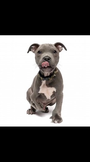 Lion got a new prosthetic to help with a congenital deformity and some support from fellow bionic pet Nemo! It’s full speed ahead for Lion! #bionicpet