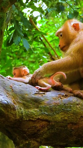 Baby monkey wiggles happily when mom tickles its belly | Angkor Forest