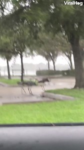 81K views · 2.9K reactions | Sandhill cranes endured through Hurricane Ian in Florida.  #ViralHog #HurricaneIan #Florida #sandhillcranes | ViralHog | Facebook
