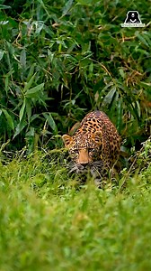Leopards are one of the most versatile big cats in the world, with the ability to thrive in a variety of habitats. They are extremely stealthy hunters, often going unnoticed throughout most of their range. These big cats hunt either by ambushing their prey or stalking them. In frame: Simba running across his field | Wildlife SOS