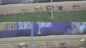 Once again, Vanguard shows off at Wheeling Island. Code Red Kennel’s FF Vanguard has back-to-back Grade AA wins for trainer Tom Engle. Here's FF Vanguard on May 30th from the #6 post position. | National Greyhound Association