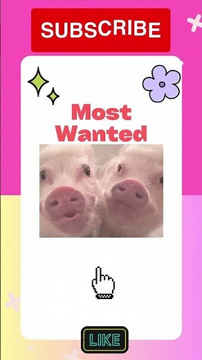 PIG Hall of Fame: Meet PRISSY AND POP, the Mini Pigs 🐷🐷
