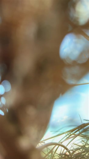 Kansas Guided Goose Hunting at Lone Oak Duck Lodge