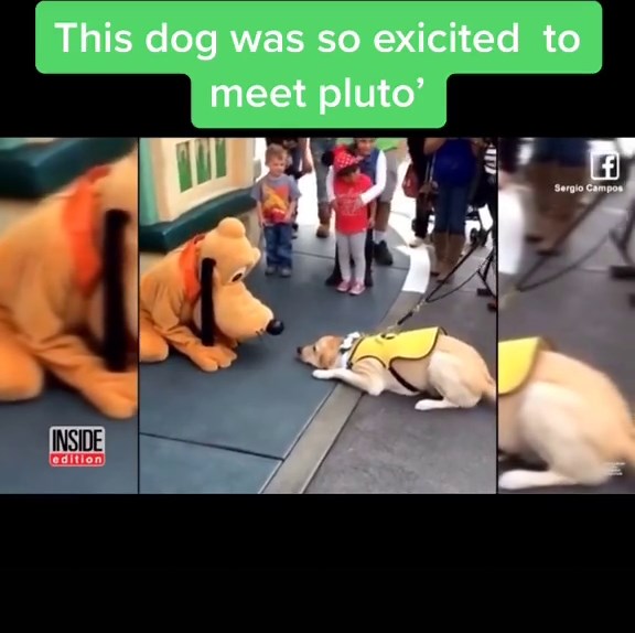 #pluto #exicited #cutedog #dog #waltdisneyworld #fyp #foryou #foryoupage I bet he was really excited! 🤗🤗