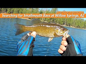 Searching for Smallmouth Bass at Willow Springs Lake, AZ