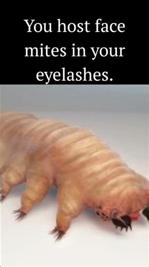 You host face mites in your eyelashes