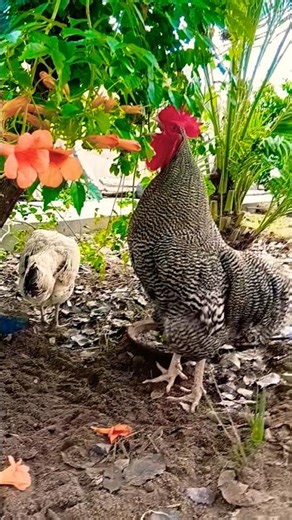 Rooster crowing sound 🐓 #poultry #Rooster #birdsounds #roostersound #chicken #roosterfarm