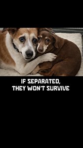 124K views · 8.1K reactions | They only know they still have each other. Bailey (13) and Morgan (11) are bonded seniors surrendered together. If separated, they won’t survive. If no one steps up, they may die together. Please don’t scroll past them. Share. Save. Speak up.   Aiken County Animal Shelter ☎️ (803) 642-1537 ext. 3 | Saving Shelter Dogs from Euthanasia | Facebook