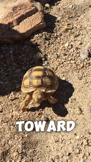 What to do if a turtle bites you #facts #animalfacts #wildlife