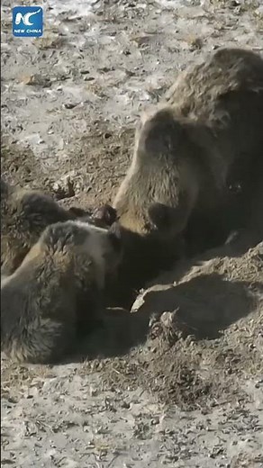 Rare footage: Tibetan brown bears digging to prepare for winter