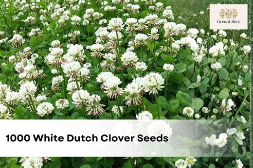 1000 White Dutch Clover Seeds | Trifolium Repens | Ground Cover, Lawn Alternative, Non-gmo, Pollinator Friendly - Etsy