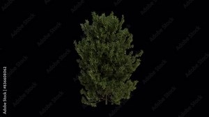 English yew Tree blowing in the wind. Wind blows the European yew Tree. Animated Taxus baccata Tree swaying in the wind with Transparent Background. Alpha Channel. Loop Animation Stock Video