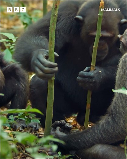 299K views · 3.1K reactions | These chimpanzees use tools to find food – and it is seriously impressive 勞 #Mammals #iPlayer #DavidAttenborough #Chimpanzees #Nature BBC Earth | BBC One | Facebook