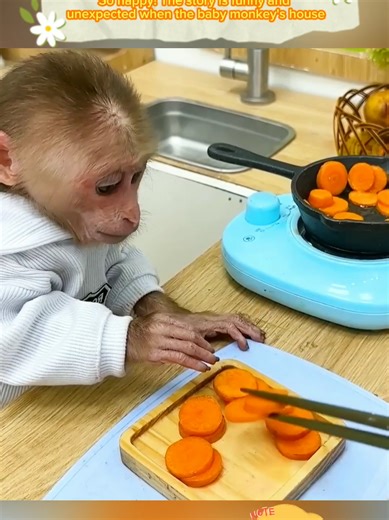 Funny and Unexpected Baby Monkey Story