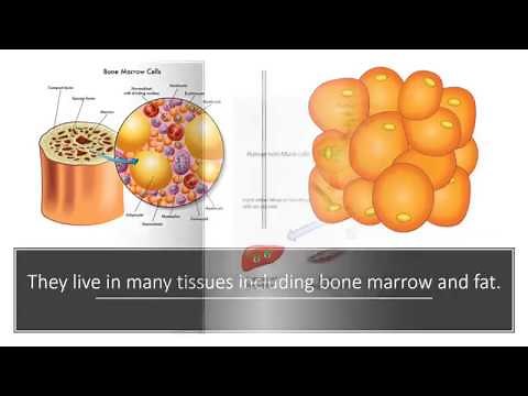 What are MUSE Cells?