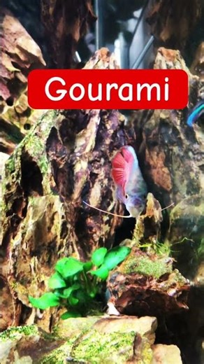 Amazing flame red dwarf gourami. What a stunner