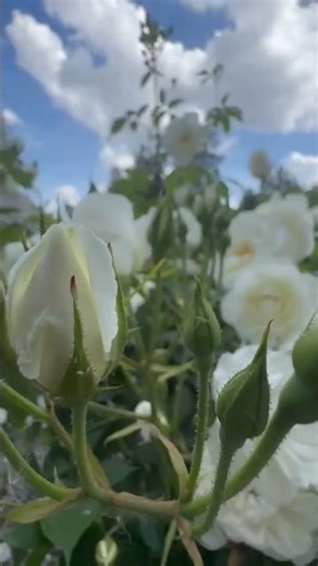 beautiful white rose 🌹#rose #rosecaring #beautifulflowers#rankshorts #rankpush