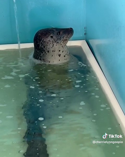 Cute Seal Compilation and Mina's Adorable Moments