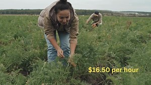 Canada Worke Visa on TikTok