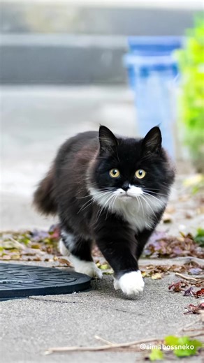 ほのぼのお散歩、時々うとうと… A little walk, then drifting off now… ・ ＼好評発売中！／ 🐱2月22日🐱 猫の日記念として 「2026年4月始まりロビン卓上カレンダー」と 「ロビン君A4クリアファイル3枚セット」を作りました✨ ・ 🗓 2026年4月始まりロビンカレンダー 黒白マスク猫「ロビン」くんの ふわふわの毛並み、まんまるの瞳、のびのび過ごす姿を 2027年3月まで、12ヶ月分楽しめます。 ⸻ ・B6サイズの卓上タイプ ・デスクやキッチンなど、置く場所を選びません ・表：写真／裏：予定が書き込めるカレンダー（祝日・六曜入り） ・価格：1,280円（税込） ⸻ ★2個・3個のお得なセットや ロビンクリアファイル3枚とのセットもご用意しています ・ 🎁 猫の日記念キャンペーン①【3/31まで】 2,200円以上（送料除く）ご購入の方に 「黒猫さんと遊ぶロビン君」クリアファイル をプレゼント🐈‍⬛✨ ⸻ 🉐 猫の日記念キャンペーン②【3/31まで】 ・クリアファイル単品 通常480円 → 350円 ⸻ ・クリアファイル3枚セット 通常