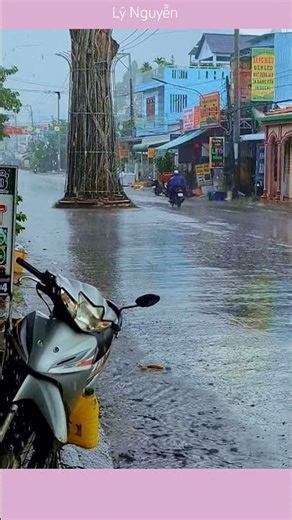 An oil tree stands in the middle of the road...