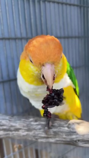 world of parrots on TikTok