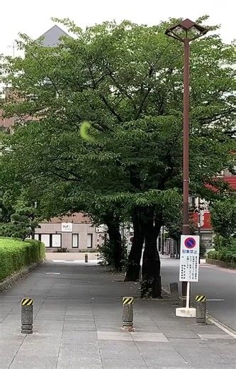 イモムシ、空中にて@東京 #dance #music #tokyo