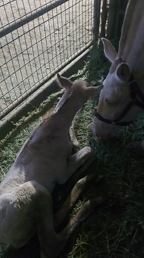 #caballos #caballosfinos #caballosespañoles #rancho #ranchlife #perlino #horses #horse #rancho_doble_r | Rancho Doublerr