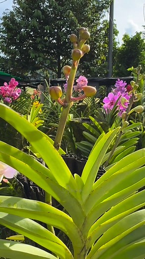 Ito ng portable car washer sprayer ang ginamit ko para mas madali 👍😍 #rocheltandocmero #orchidslovers #gardening #mygarden #highlighteveryone | Rochel Tandoc Mero