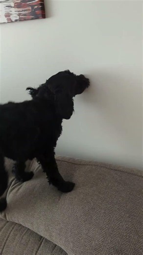 Only a Cockapoo would do this! 🙄 It's a mark on the wall!